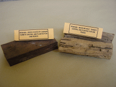 wood with and without cashew termite raw.gif
